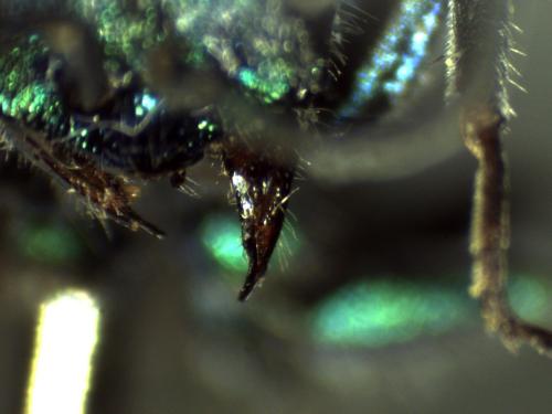 Chrysura austriaca